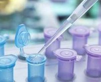 试管移植囊胚成功率高还是鲜胚成功率高？